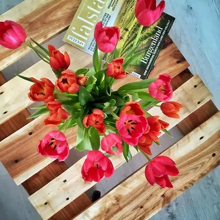 Διαμέρισμα Elizabeth Garden Κεσκεμέτ